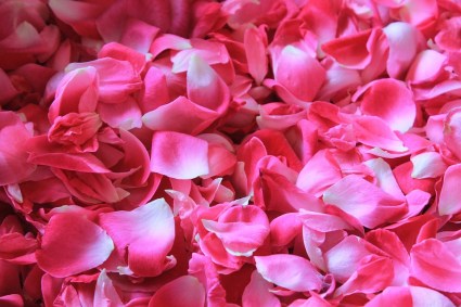 rose-petals-1155147_960_720
